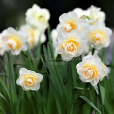 Нарцисс Брайдал Краун (Narcissus Bridal Crown)